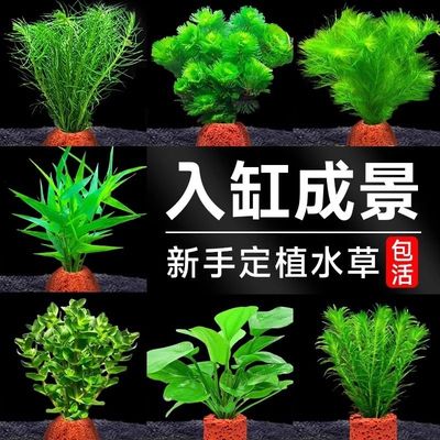 鱼缸专用装饰新型摆鱼缸水草植物造景净化水质火山制氧水草蜈蚣草