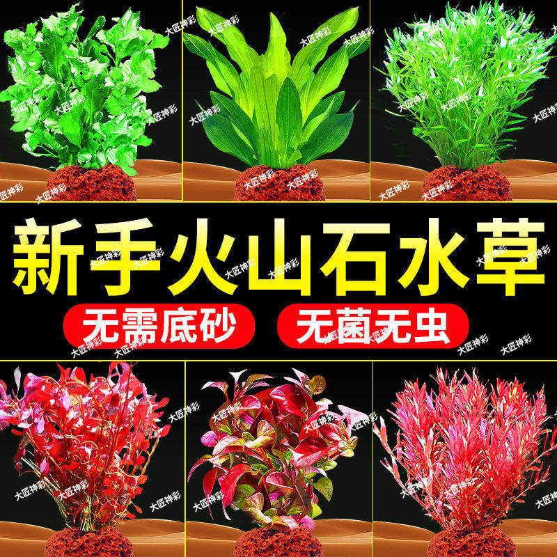 鱼缸水草植物造景净化水质火山制氧水草蜈蚣草鱼缸专用装饰新型摆