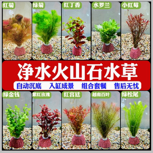 懒人装饰鱼缸新型摆件水草植物造景净化水质火山制氧水草鱼缸专用