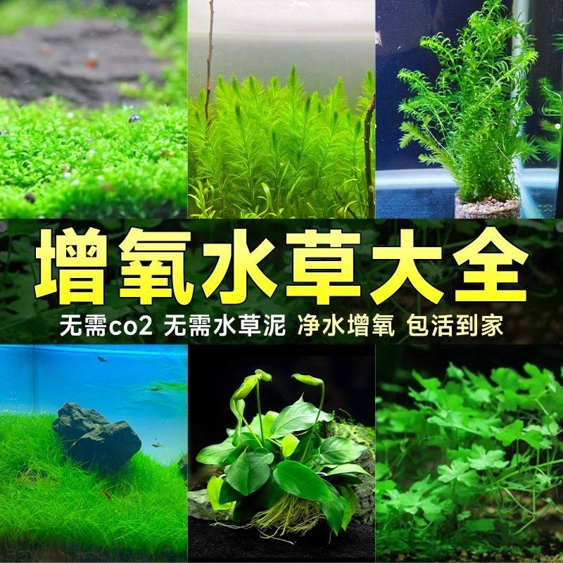 鱼缸水草植物造景净化水质火山制氧水草蜈蚣草鱼缸专用装饰新型摆