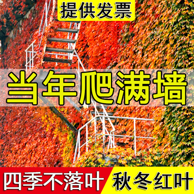 四季不落叶秋冬红叶爬山虎大苗