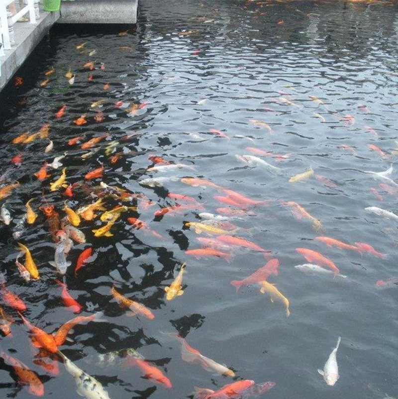 金鱼活体锦鲤活鱼风水淡水冷水红鱼