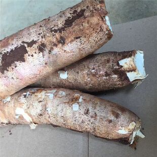 农家无公害白肉木薯面包木薯食用粉糯香新鲜即挖面包树薯10斤广东