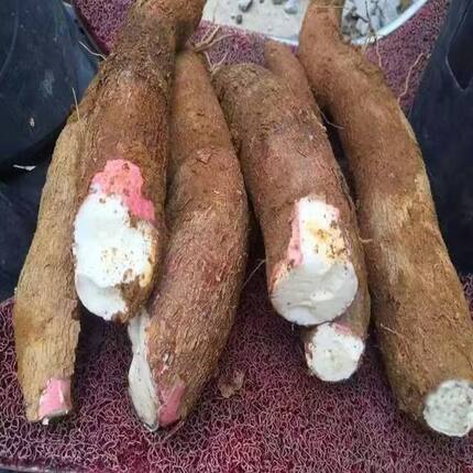 农家无公害白肉木薯红皮白肉面包薯食用树薯新鲜即挖面包木薯10斤