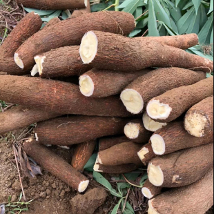 农家新鲜即挖黄肉木薯树薯黄心白肉面包木薯无公害粉香糯10斤商用