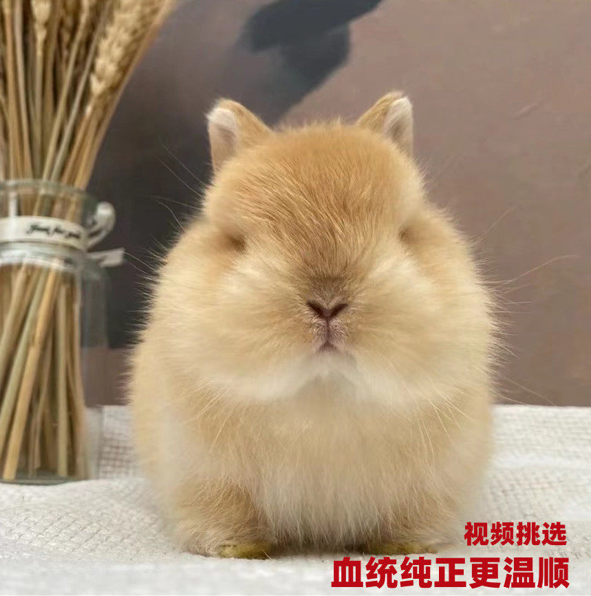 美国进口血统二代侏儒兔活体双血统小体荷兰兔碎斑小鹿暹罗网红兔