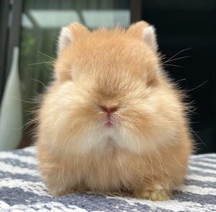 双血统美国侏儒兔垂耳兔荷兰兔茶杯兔小型宠物兔活物