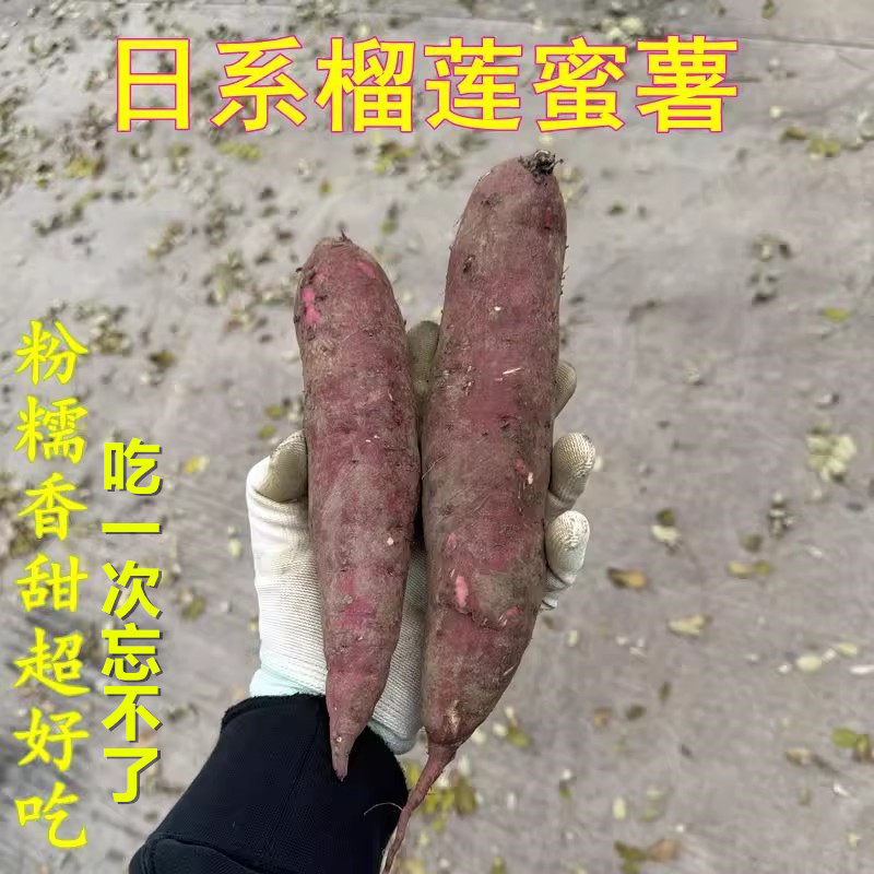 日本玛莎莉榴莲蜜薯红瑶烤蜜薯山东红薯番薯农家烤地瓜5斤包邮