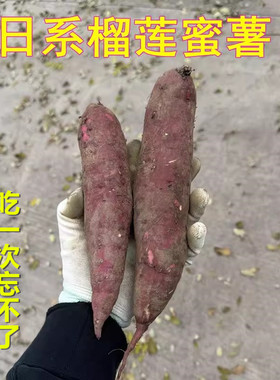日本玛莎莉榴莲蜜薯红瑶烤蜜薯山东红薯番薯农家烤地瓜5斤包邮