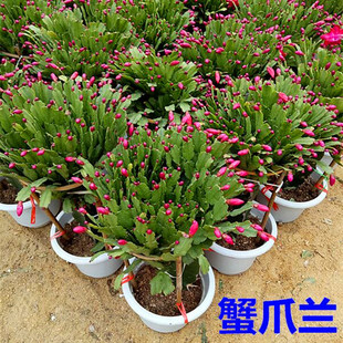 蟹爪兰室内花卉植物盆栽带花苞冬天种四季开的花阳台嫁接多色兰花