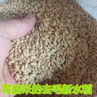 东北圆粒打毛筛选水稻谷干净无杂质鸡鸭鹅鸽子饲料可磨米酿酒包邮