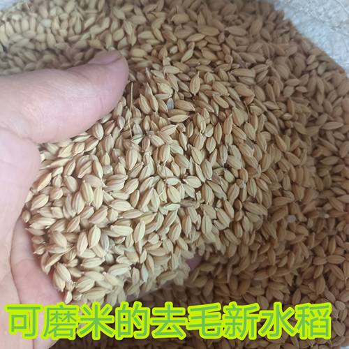 东北圆粒打毛筛选水稻谷干净无杂质鸡鸭鹅鸽子饲料可磨米酿酒包邮