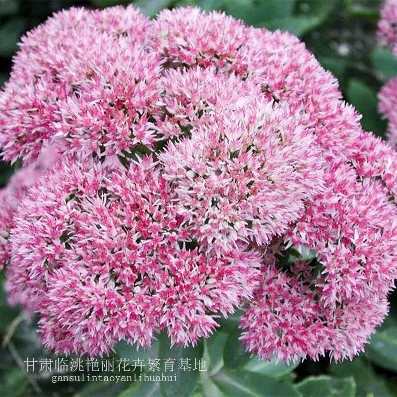 八宝景天多年生耐寒耐热包栽包活开花像绣球盆栽地栽常绿花卉驱蚊
