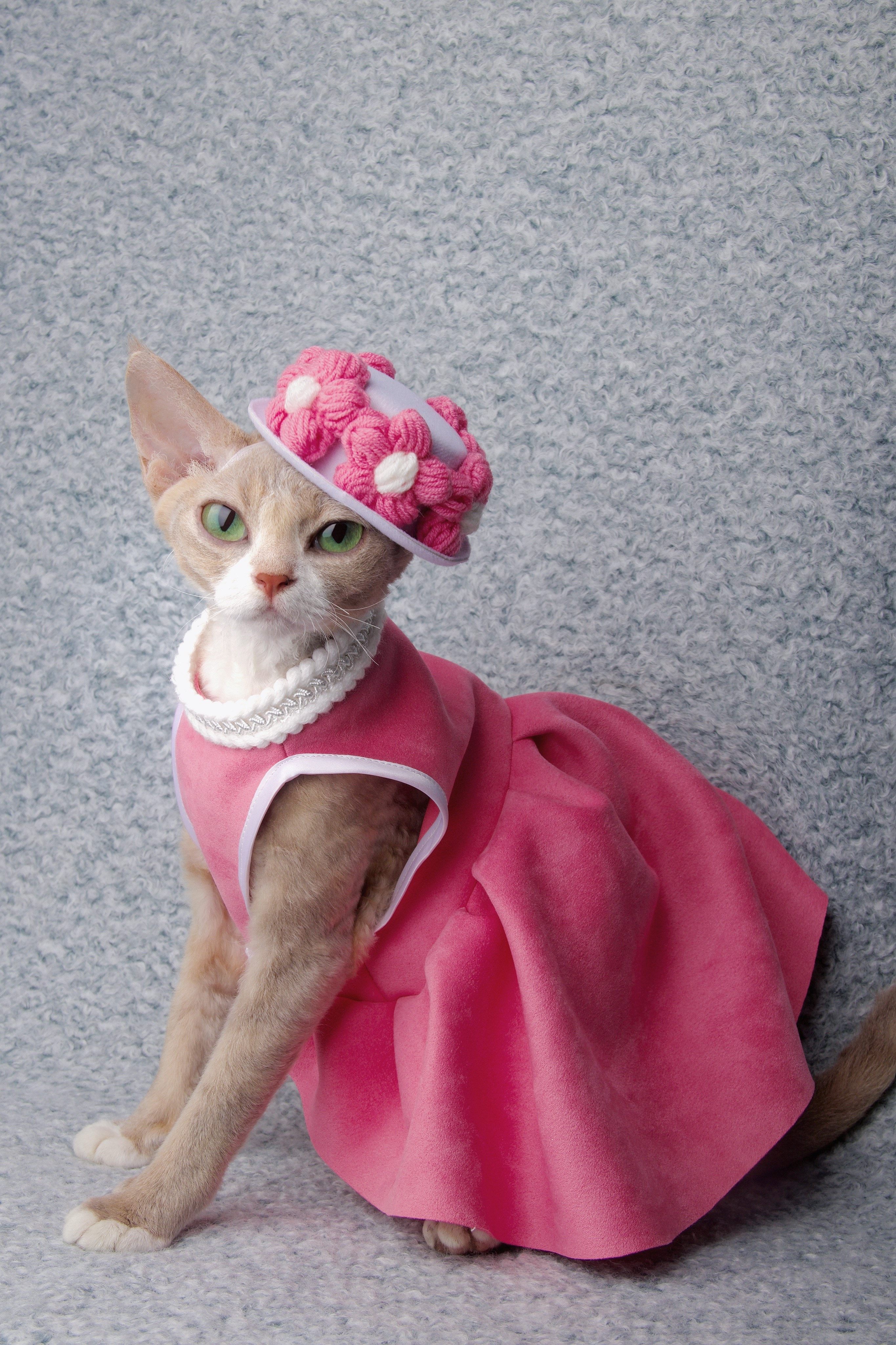 Shellycaca Barbie套装 宠物设计款服装 猫衣服狗衣服德文雪纳瑞