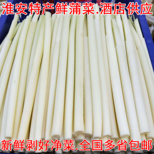 淮安特产500g蒲菜新鲜野菜蒲草芯蒲儿菜蒲笋茭白时令农家蔬菜包邮
