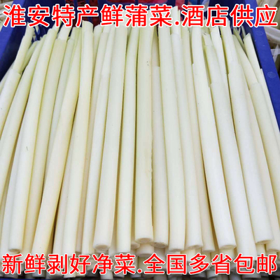 蒲菜新鲜蒲儿菜蒲笋蔬菜包邮烧菜