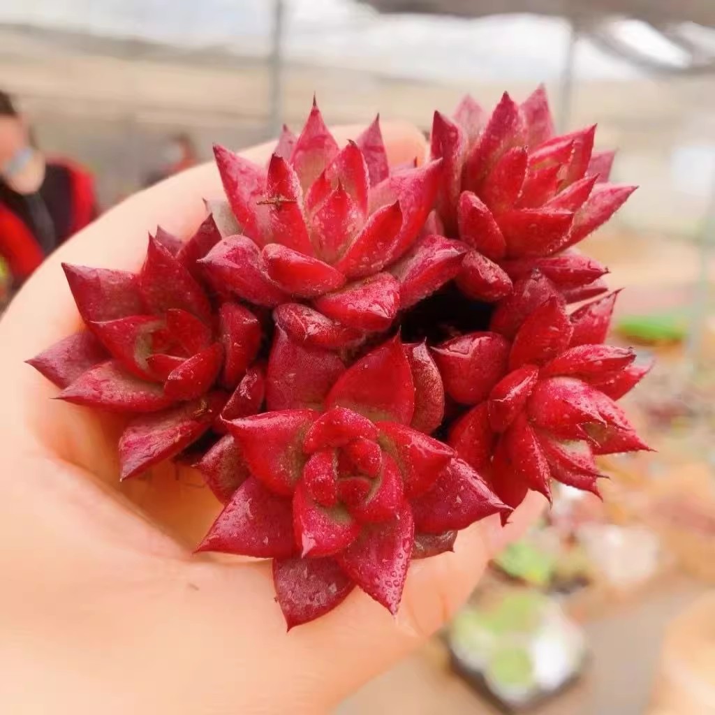 鸡血罗宾多肉植物东云系罗密欧乌木黑檀汁肉肉盆栽花卉组合套餐