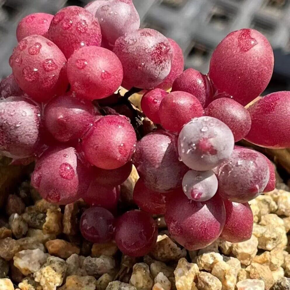 丸叶紫玄月紫葡萄多肉植物好养吊兰室内办公室花卉盆栽绿植防辐射