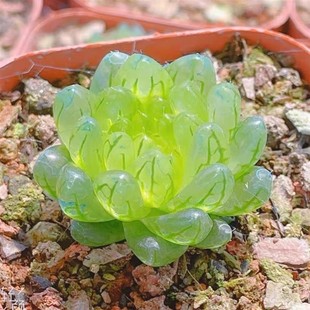 蝉翼玉露樱水晶多肉植物罕见十二卷叶子像蝉的翅膀樱变女神盆栽