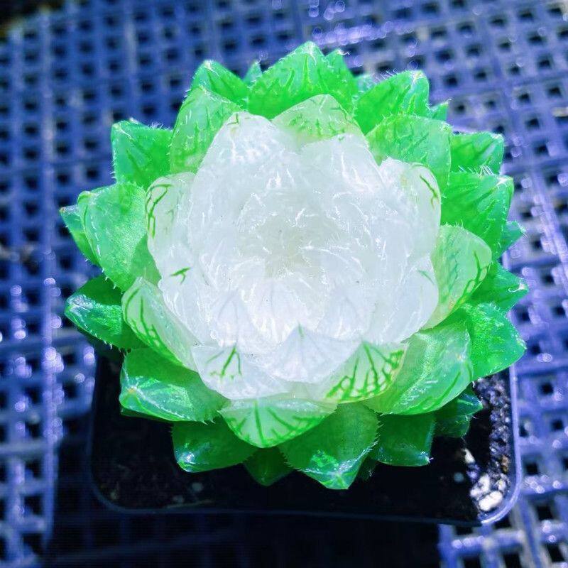 宝莲灯玉露锦彩色莲花多肉植物稀有罕见品种大颗绿植盆栽防辐射