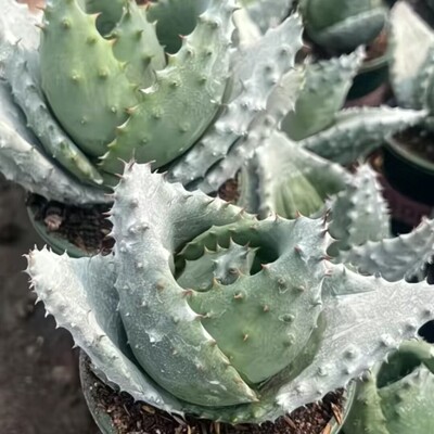 元宝芦荟稀有盆栽四季吉祥多肉植物阳台花卉防辐射桌面绿植