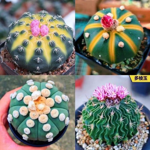瑞昌玉锦仙人球趴刺实生球星兜锦稀有花卉好养室内办公室创意盆栽
