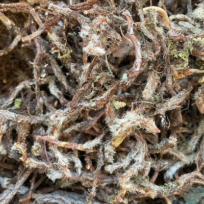 天然野生白毛蛇根无添硫