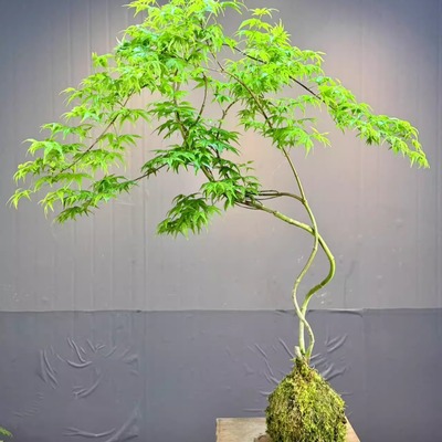 流泉枫盆栽绿植书房客厅室内植物盆景枫树网红日系禅意办公室枫叶