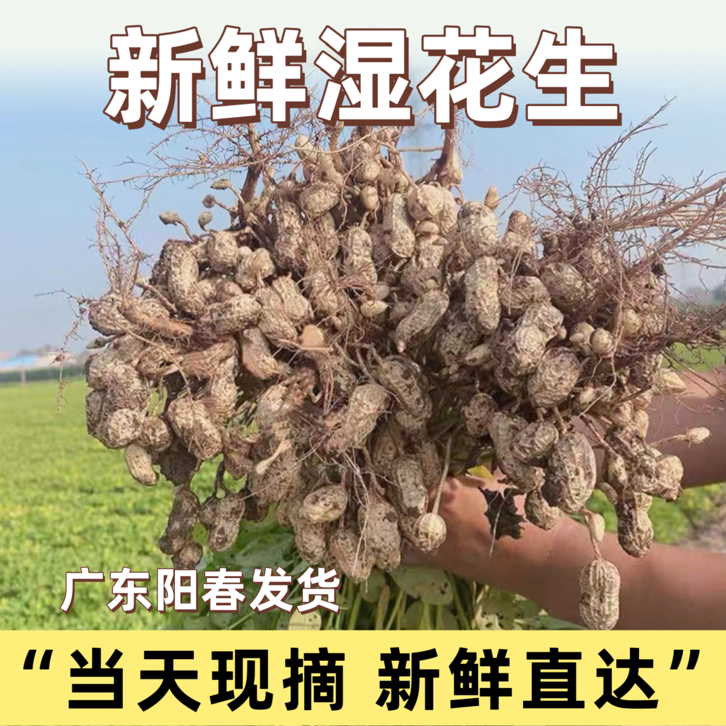 阳春本地特产新鲜带壳生花生现挖湿花生水煮嫩花生农家自产地豆