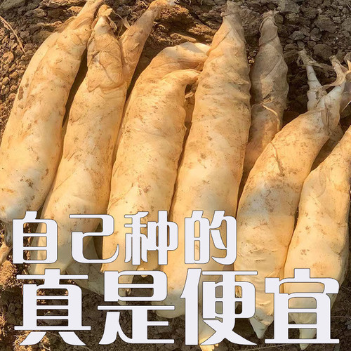 批发新鲜竹薯冬粉薯果煲汤佳品