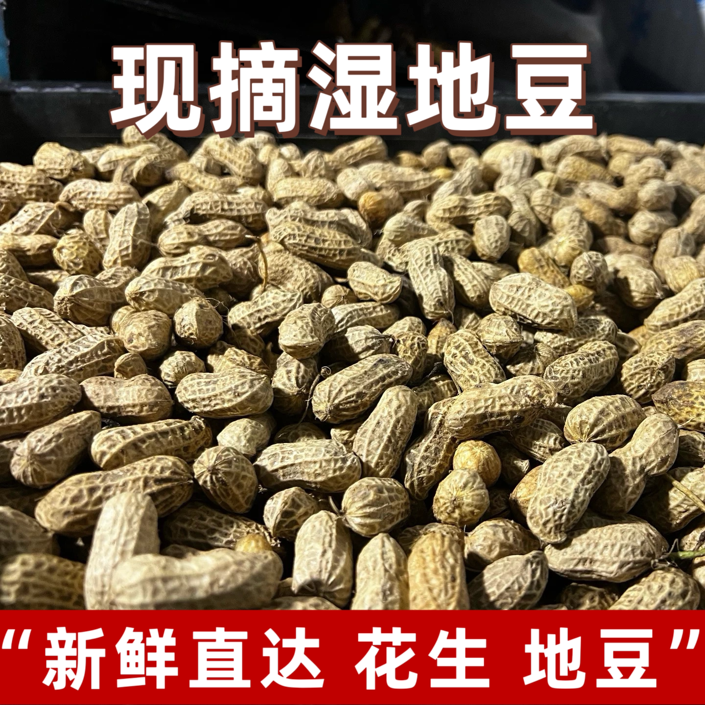 广东阳春带壳新鲜花生农家现挖湿花生原味生花生本地地豆包邮