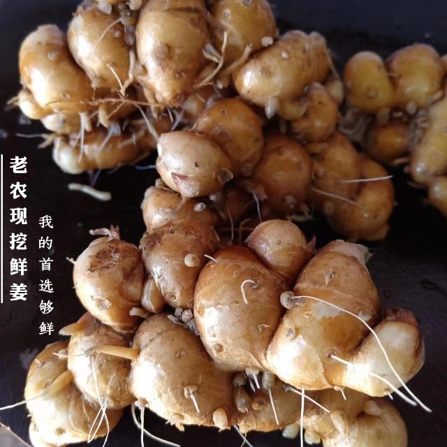 沙姜现挖广东特产双滘沙姜三奈山奈白切鸡蘸料椰子鸡厨房蔬菜配料,水产肉类/新鲜蔬果/熟食,生姜/南姜,淘宝优惠券,粉丝福利购,淘宝优惠卷