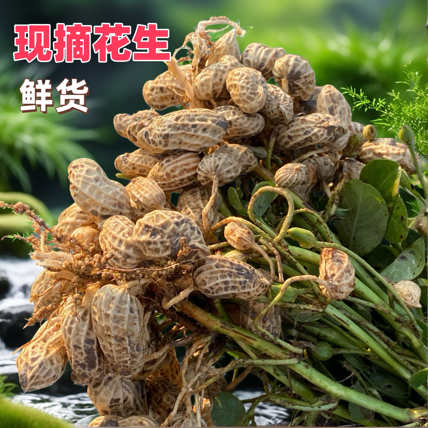 广东阳春现摘新鲜带壳花生生地豆