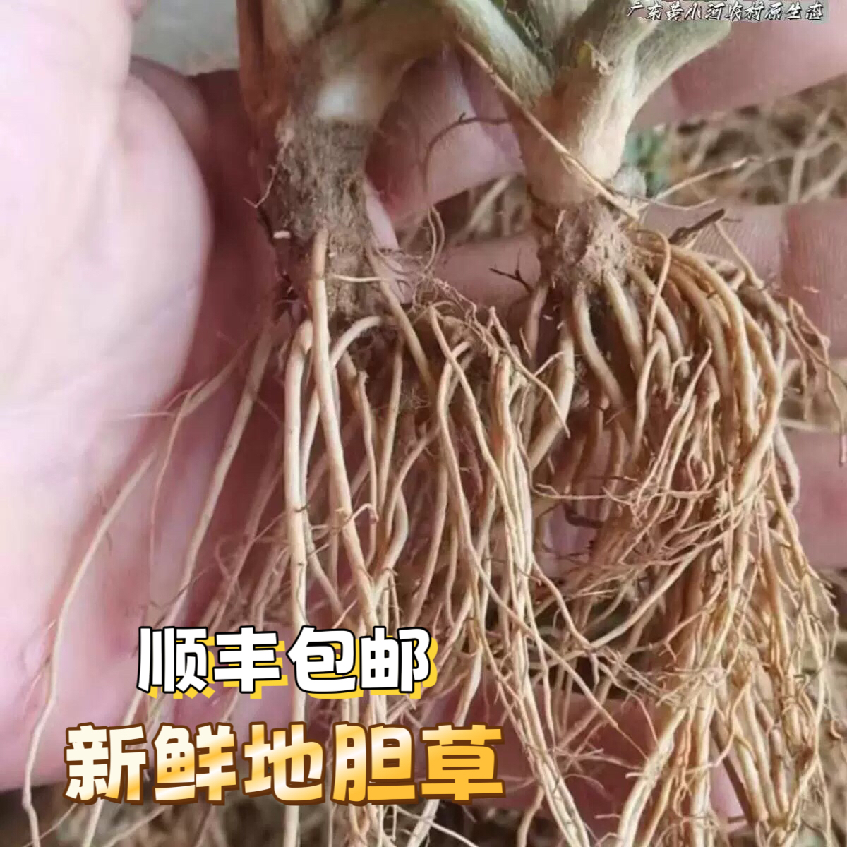 新鲜地胆草地胆头苦地胆 天芥菜鸡疴粘土柴胡马驾百兴磨地胆 草药