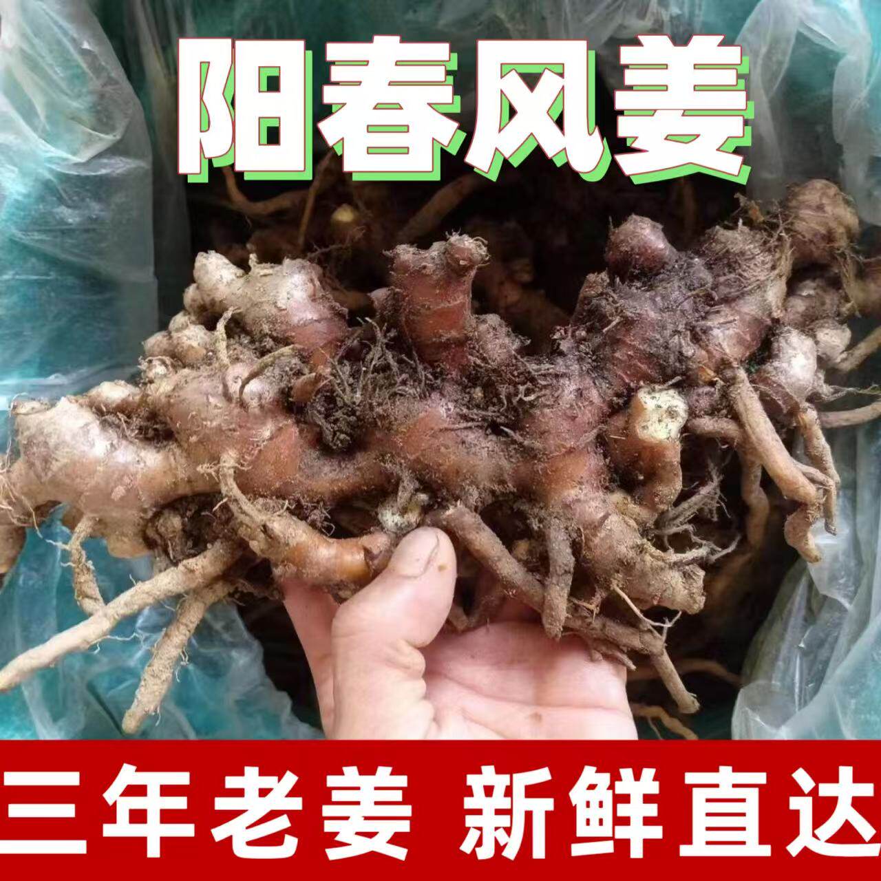 正品阳春风姜三年老姜高良姜包邮