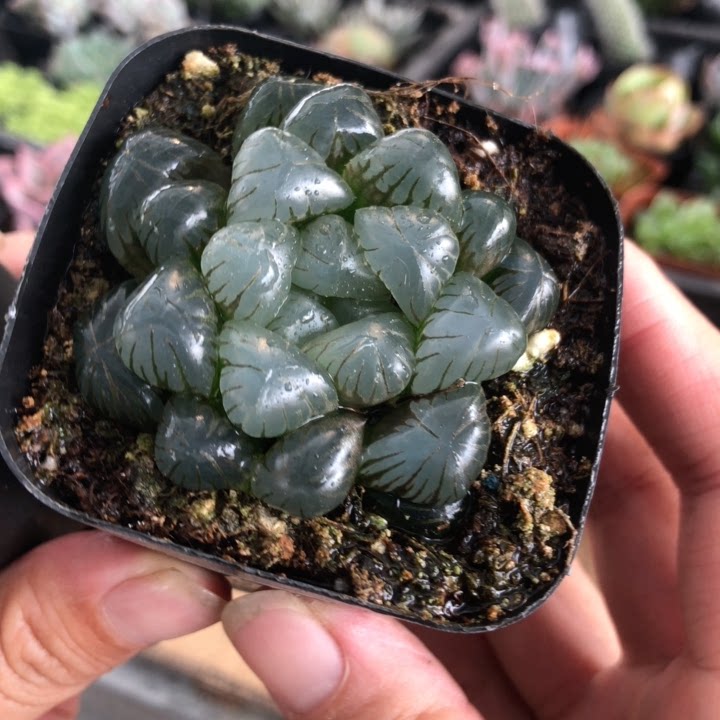 孔明灯玉露6厘米盆【满15包邮多肉植物