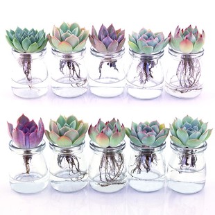 多肉玉露水培玻璃花瓶杯子ins高颜值便宜布丁杯