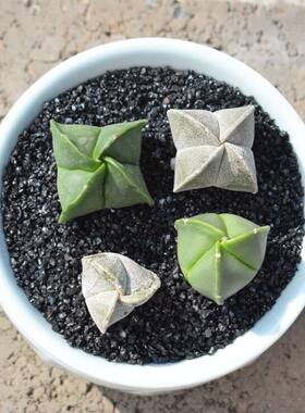 无刺多肉植物仙人球组合花卉绿植好养桌面室内防辐射盆栽