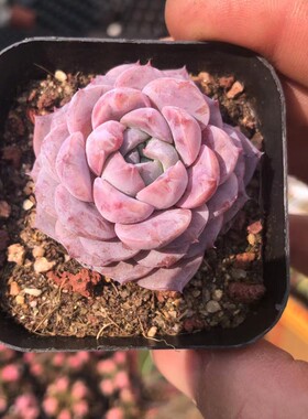 恩宠女王6厘米盆【满15发货】