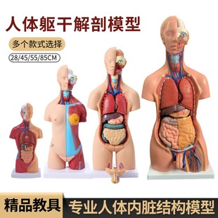 医学内脏人体器官结构躯干解剖模型心脏构造儿童可拆装教学玩具