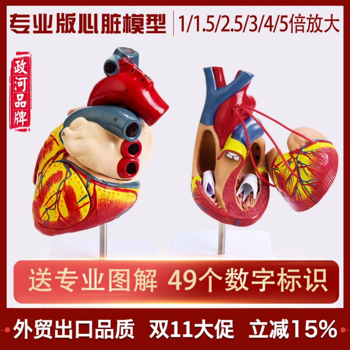 教学仿真1:1人体心脏模型B超彩超声医学心内科自然大心脏解剖模型