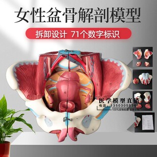 女性骨盆模型盆底肌带生殖器血管神经肌肉子宫人体解剖教学医学