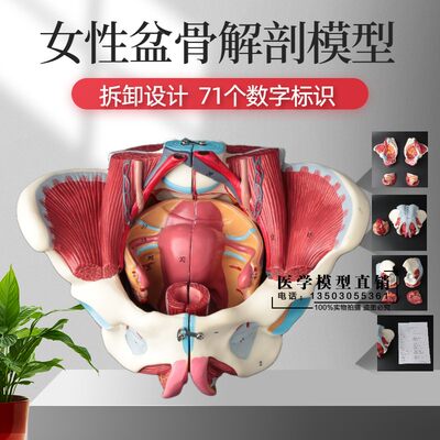 女性骨盆模型盆骨带生殖器