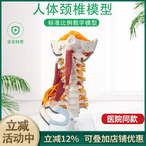 颈椎神经脑干枕骨脊柱可拆装模型