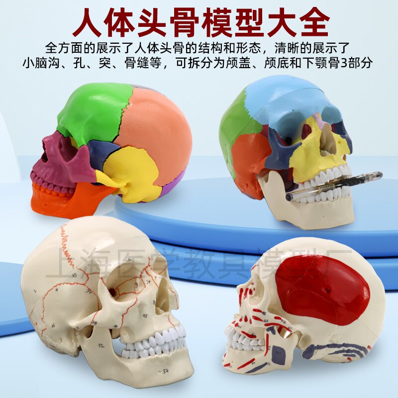 成人1：1头骨解剖结构模型头颅骨标本医学仿真人体可拆卸彩色骷髅
