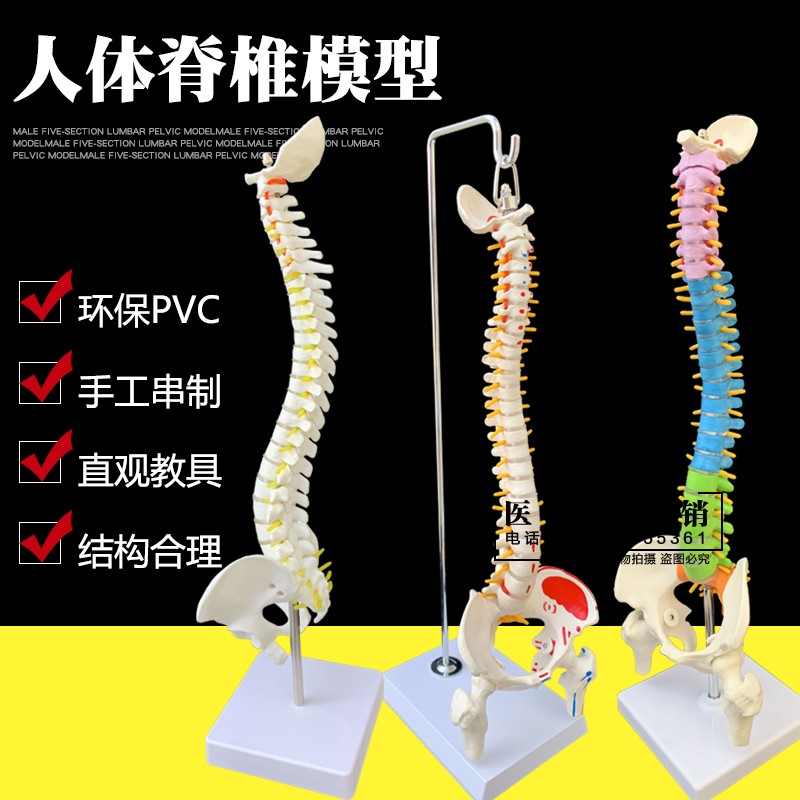 人体脊柱模型1:1o成人医学正骨练习骨骼模型颈椎腰椎脊椎骨架模