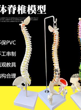 人体脊柱练习颈椎模型骨架