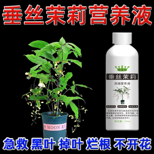 垂丝茉莉专用营养液叶子垂头催花专用肥叶子发黄肥料叶尖干黄促花