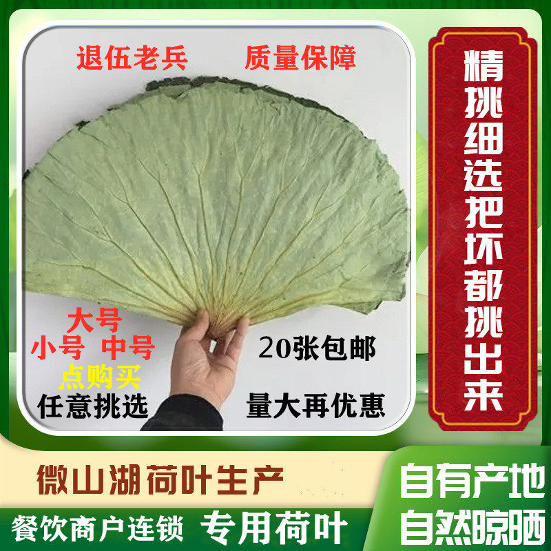 微山湖荷叶整张新鲜干荷叶饭包糯