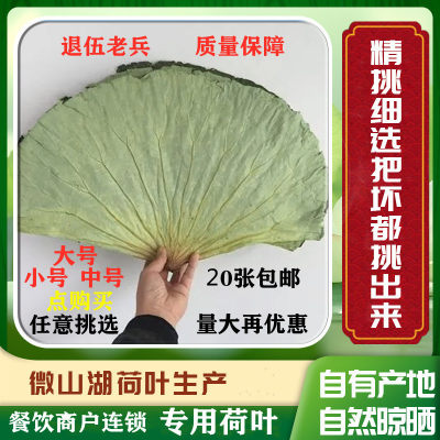 微山湖荷叶整张新鲜干荷叶饭包糯米鸡专用荷叶鸡叫花鸡商用专用